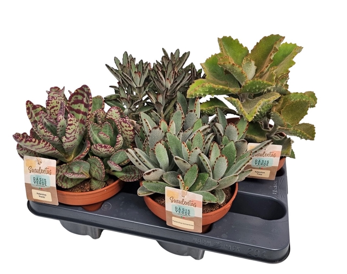 <h4>KALANCHOE OV</h4>