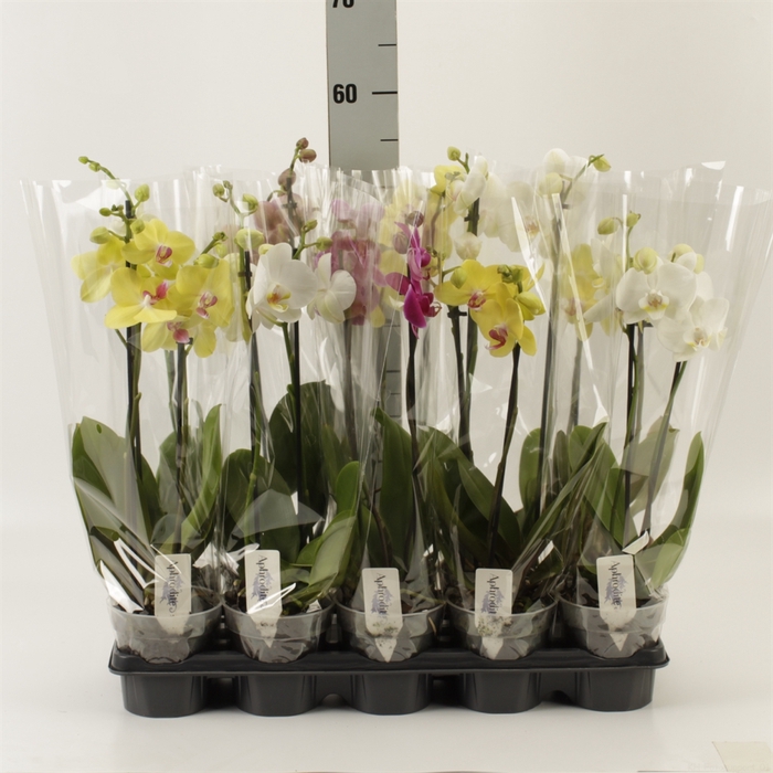 <h4>Phalaenopsis   ...mix</h4>