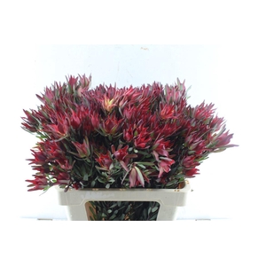 Leucad Sal Blush Xxl