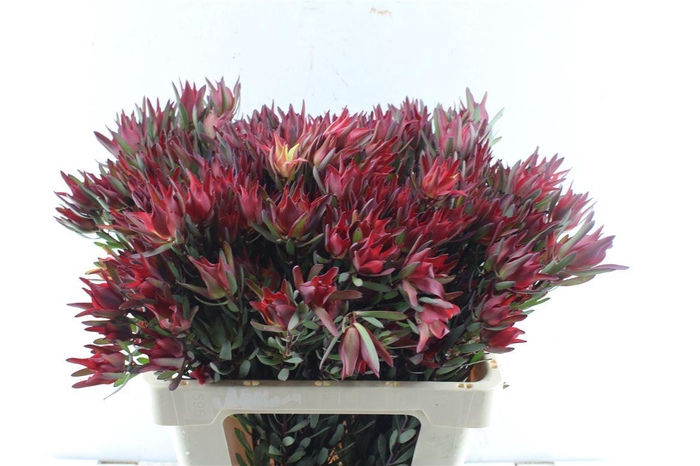 <h4>Leucad Sal Blush Xxl</h4>