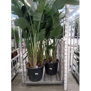 Strelitzia nicolai