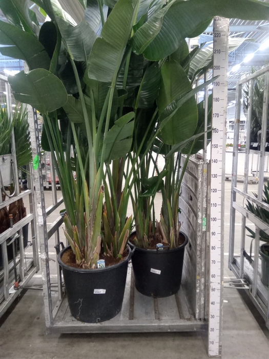 <h4>Strelitzia nicolai</h4>