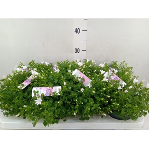 Campanula porten. 'Ambella White'