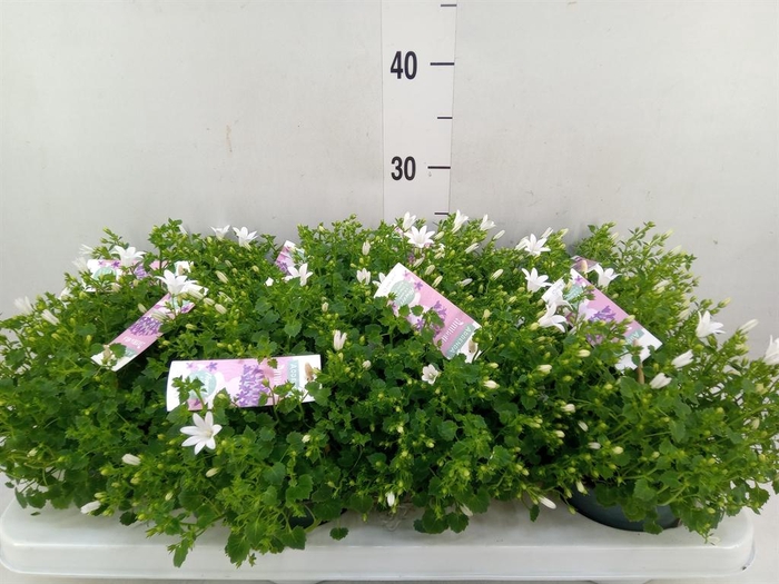 <h4>Campanula porten. 'Ambella White'</h4>