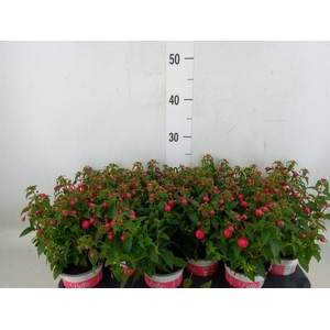 Fuchsia  'Bella Fuchsia Evita'