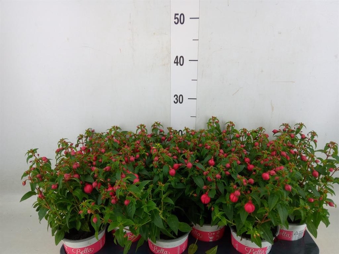 Fuchsia  'Bella Fuchsia Evita'