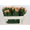 Protea Grandicolor