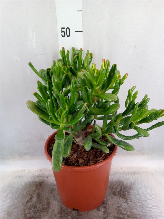 <h4>Crassula ovata 'Horn Tree'</h4>