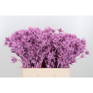 Eryn Orion Kl Bh Roze