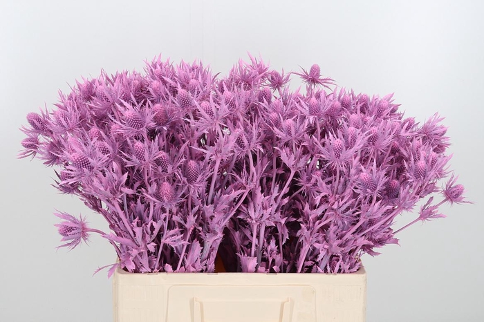 <h4>Eryn Orion Kl Bh Roze</h4>