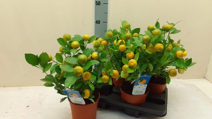 <h4>CITR MICROCARPA</h4>