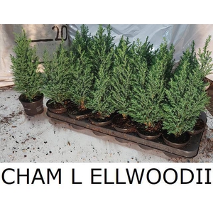 CHAM L ELLWOODII