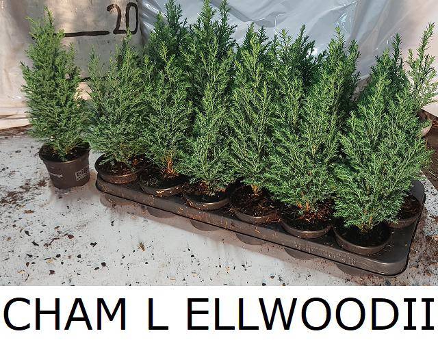 CHAM L ELLWOODII