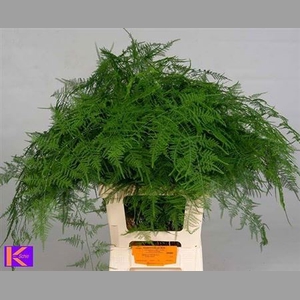 Asparagus Setaceus 65 Cm