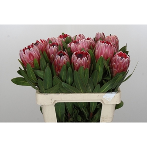 Protea Pink Ice