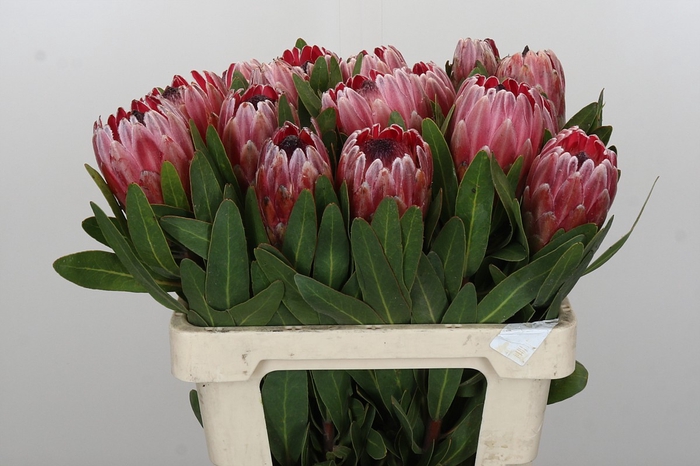 <h4>Protea Pink Ice</h4>