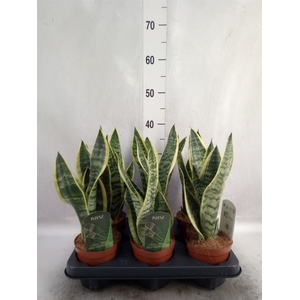 Sansevieria trifa. 'Futura Superba'