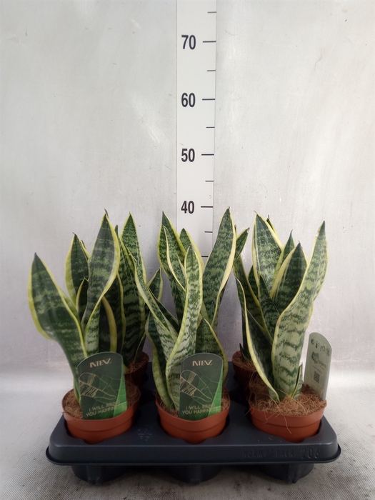 <h4>Sansevieria trifa. 'Futura Superba'</h4>