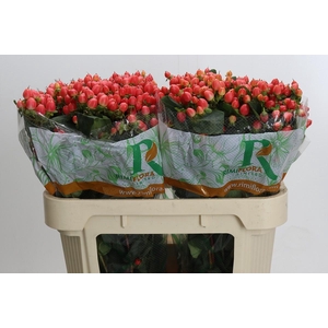 Hypericum Magical Royal Princess