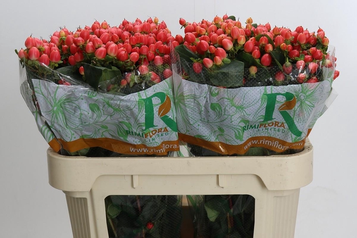 <h4>Hypericum Magical Royal Princess</h4>