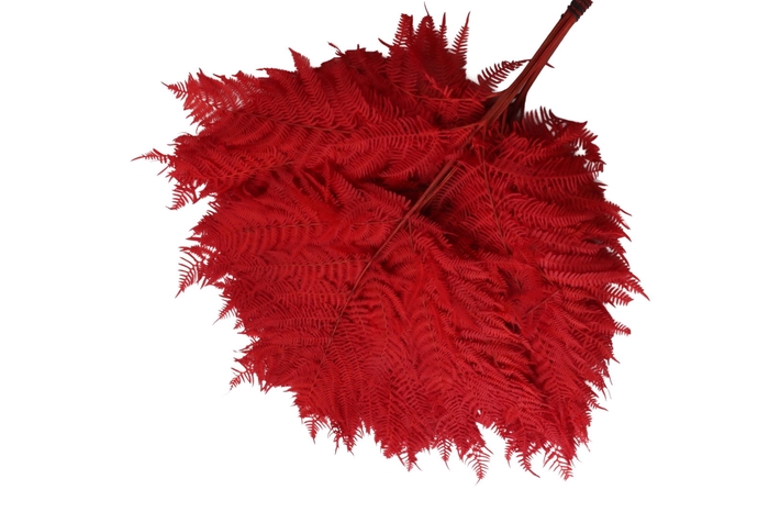 Fern Brack Preserved Red