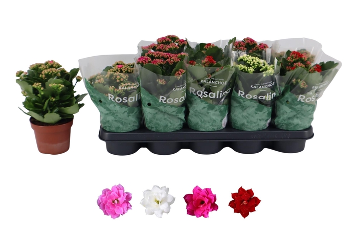 <h4>Kal Ge Ro Gem 4 Kl</h4>