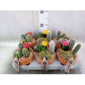 Arr.  Cactus L%