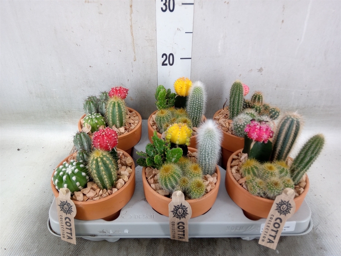 <h4>Arr.  Cactus L%</h4>