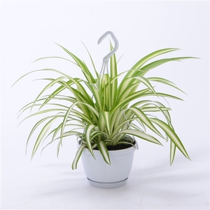 Chlorophytum Variegatum 12cm - Small Swing