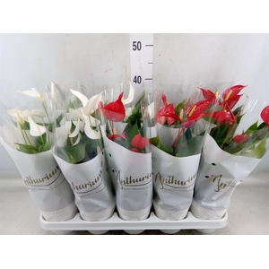 Anthurium andr.   ...