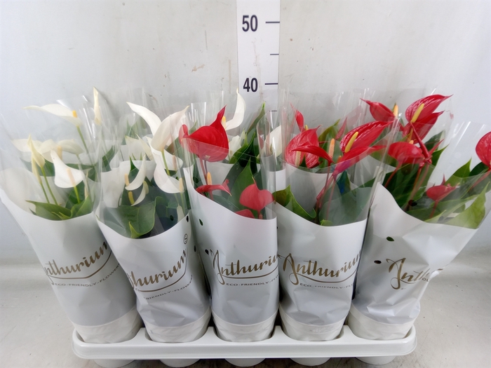 <h4>Anthurium andr.   ...</h4>