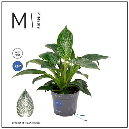 <h4>Philodendron - Karma White Stripe</h4>