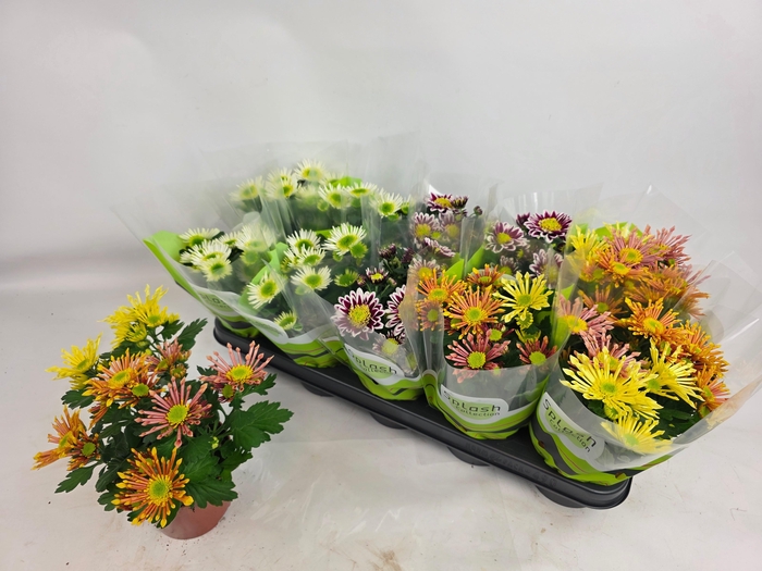 <h4>CHRYS SPLASH GEM</h4>