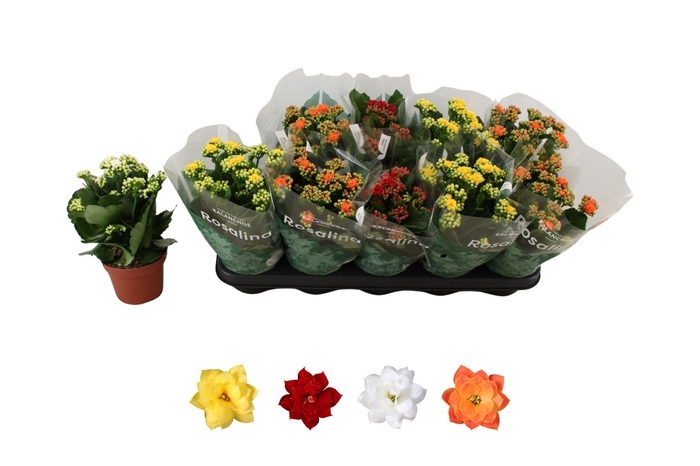 <h4>KAL GE RO GEM 4 KL</h4>