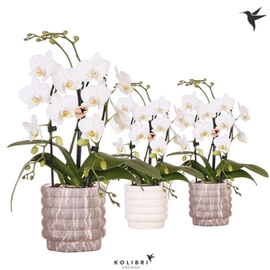 Kolibri Orchids Phalaenopsis Cascade Niagara Fall white 2 spike in Marble pot mix