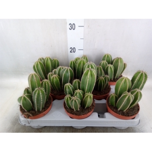Cereus   ...