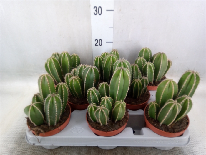 <h4>Cereus   ...</h4>