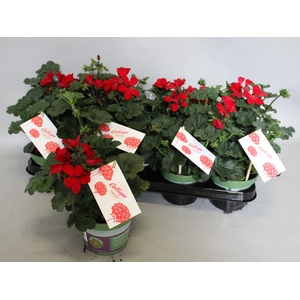 Pelargonium Calliope landscape Fire