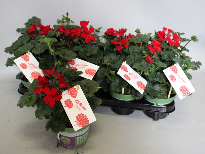 <h4>Pelargonium Calliope landscape Fire</h4>