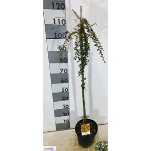 COTON S CORAL BEAUTY