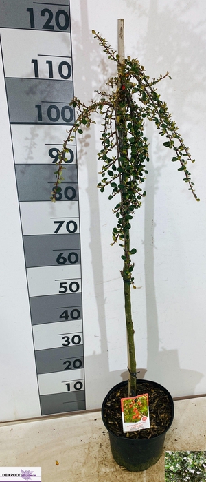 <h4>COTON S CORAL BEAUTY</h4>