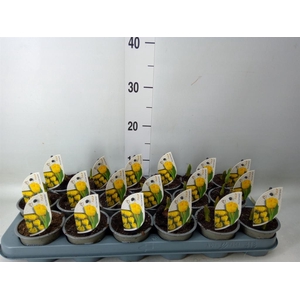 Tulipa DU 'Yellow Baby'