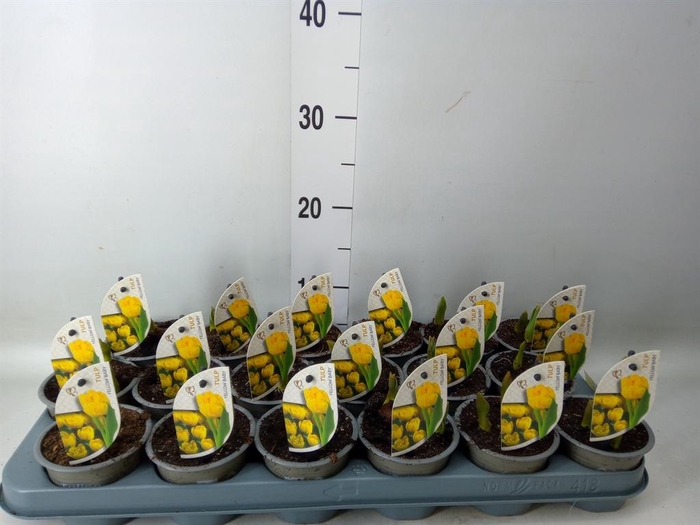<h4>Tulipa DU 'Yellow Baby'</h4>