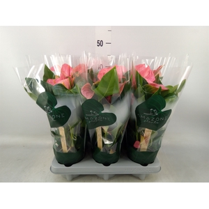 Anthurium andr. 'Melito'
