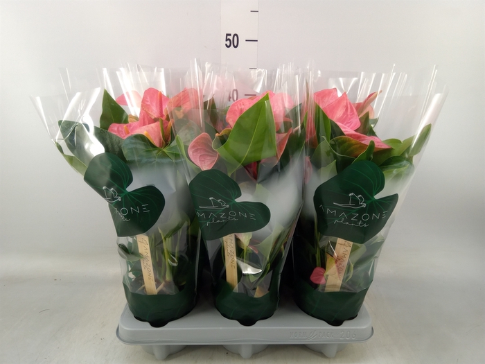 <h4>Anthurium andr. 'Melito'</h4>