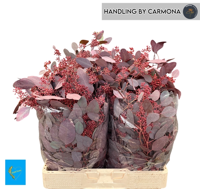 <h4>EUC PO FRU KLB BS H%</h4>