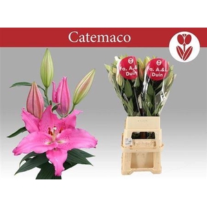 Li Or Catemaco 5+