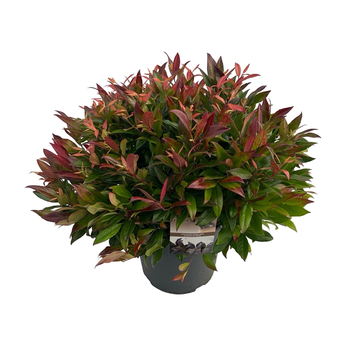 <h4>Leucothoe 'Scarletta' sense</h4>