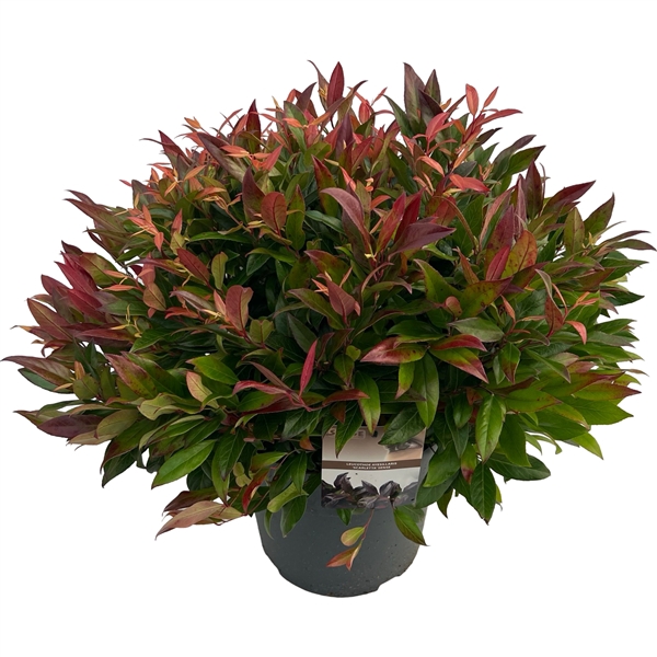 Leucothoe 'Scarletta' sense