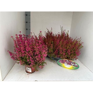 Erica gracilis overig